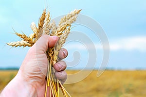 Bunch of wheat ears in the hand.