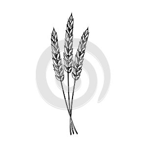Bunch of wheat ears. Vector illustration isolated. Sereals for backery, flour production. Rye, barley spikelets photo