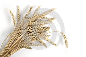 Bunch wheat ears white background.