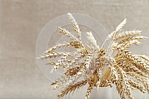 Bunch of wheat ears in white vase close up on cloth background