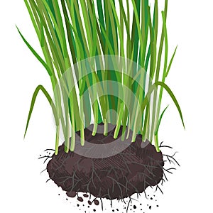 Bunch of wheat with roots. Root development on cereal plants. Agricultural field. Growing young sprouts plant shoots