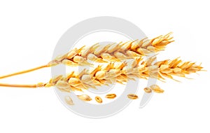Horizontal wheat ears isolated on white background