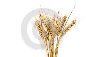 Bunch of wheat spikes