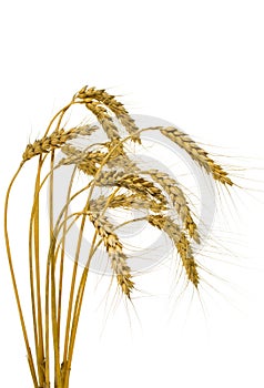 Bunch of wheat spikes, isolated