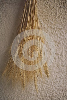 Bunch of wheat stalks hanging on the White wall