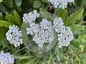 Bunch of White Achillea Grandifolia Flowers