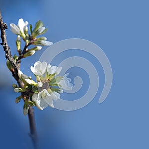 Bunch of white apple tree flowers