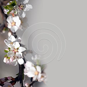 Ciuffo da bianco albero di mele fiori 