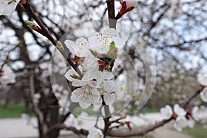 Bunch of white apricot flowers in spring