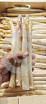 Bunch of white asparagus from Navarra