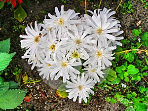 Bunch of white aster flowers in a garden.