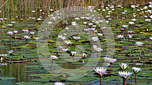 Bunch of white blooming water lilies with green leaves floating on the water of Kwando River in Bwabwata National Park, Namibia.