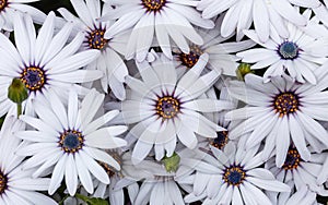 White Cape Daisies in Bloom in Springtime