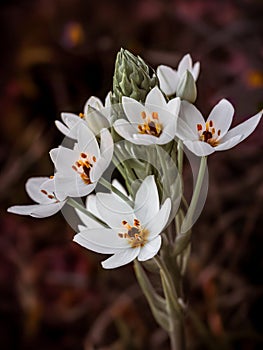 Bunch of white chinkerinchee on a dark blurred background