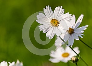 Bunch of White Cosmos flowers