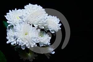 Bunch of white dahlia flowers on dark background