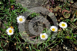 Bunch of White Daisy Flowers