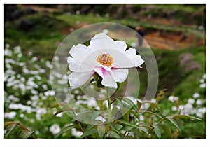 A bunch of white flowers