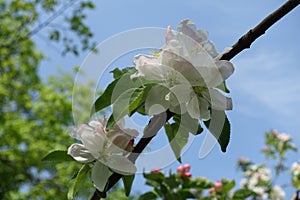 Bunch of white flowers of apple against blue sky in April