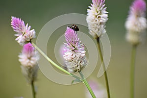 Bunch of white flowers clicked on mountain top