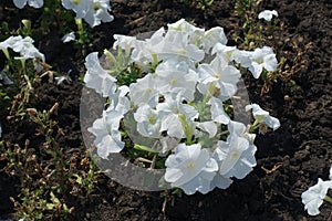 Bunch of white flowers of petunias