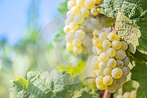 Bunch of white grapes