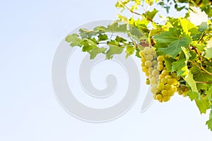 Bunch of white grapes