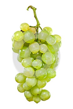 Bunch of white grapes with drops of water