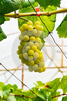 Bunch of white grapes in a grapevine