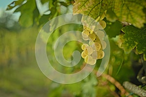 Ciuffo da bianco uva un foglie verdi Italiano un chicco di vino 