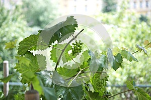 Bunch of white grapes with green leaves in vineyar