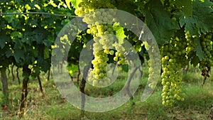 Bunch of white grapes in a green vineyard of chianti region. summer season, Tuscany. Italy.