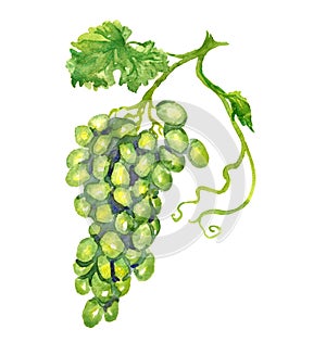 Bunch of white grapes with leaf