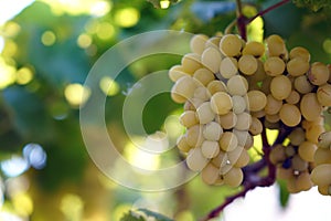 Bunch of white grapes ready to be harvested