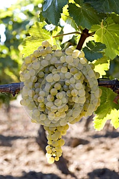 Bunch of white grapes on vine