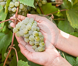 Bunch of white grapes on the vine.