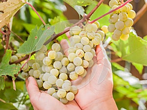 Bunch of white grapes on vine.