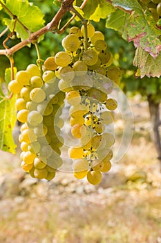 Bunch of white grapes in vineyard