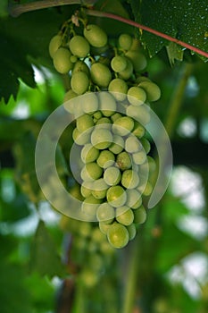 Bunch of white grapes in a vineyard in tuscany. Summer season.