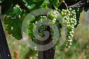 Bunch of white grapes in a vineyard in tuscany. Summer season.