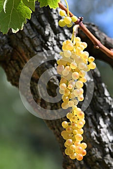 Bunch of white grapes in a vineyard in tuscany. Summer season.