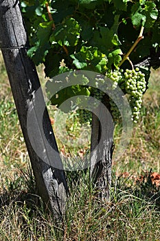 Bunch of white grapes in a vineyard in tuscany. Summer season.