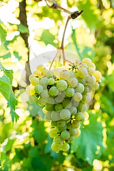 Bunch of white grapes. vineyards. wine.