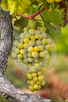 Bunch of white grapes, Vitis vinifera 'Alvarinho', a native Galician variety.
