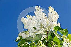 Bunch of white lilac flower