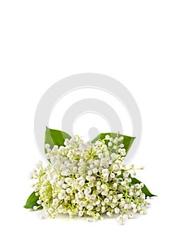 Bunch of white lily of the valley Convallaria majalis on white background with space for text