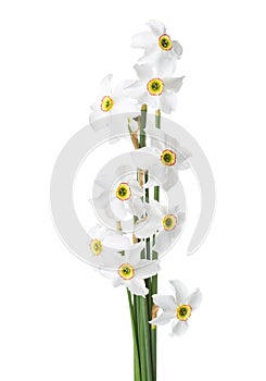 Bunch of white narcissus Narcissus poeticus isolated on white
