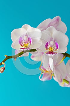 Bunch of white phalaenopsis orchid flower against solid cyan background