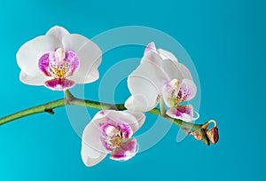 Bunch of white phalaenopsis orchid flower against solid cyan background