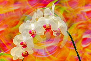 Bunch of white and pink phalaenopsis blume orchids with colorful abstract background 